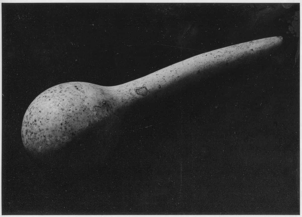 TEGG – Bild »Flaschenkürbis« aus Bilderserie »Frühe Arbeiten – Stillleben«